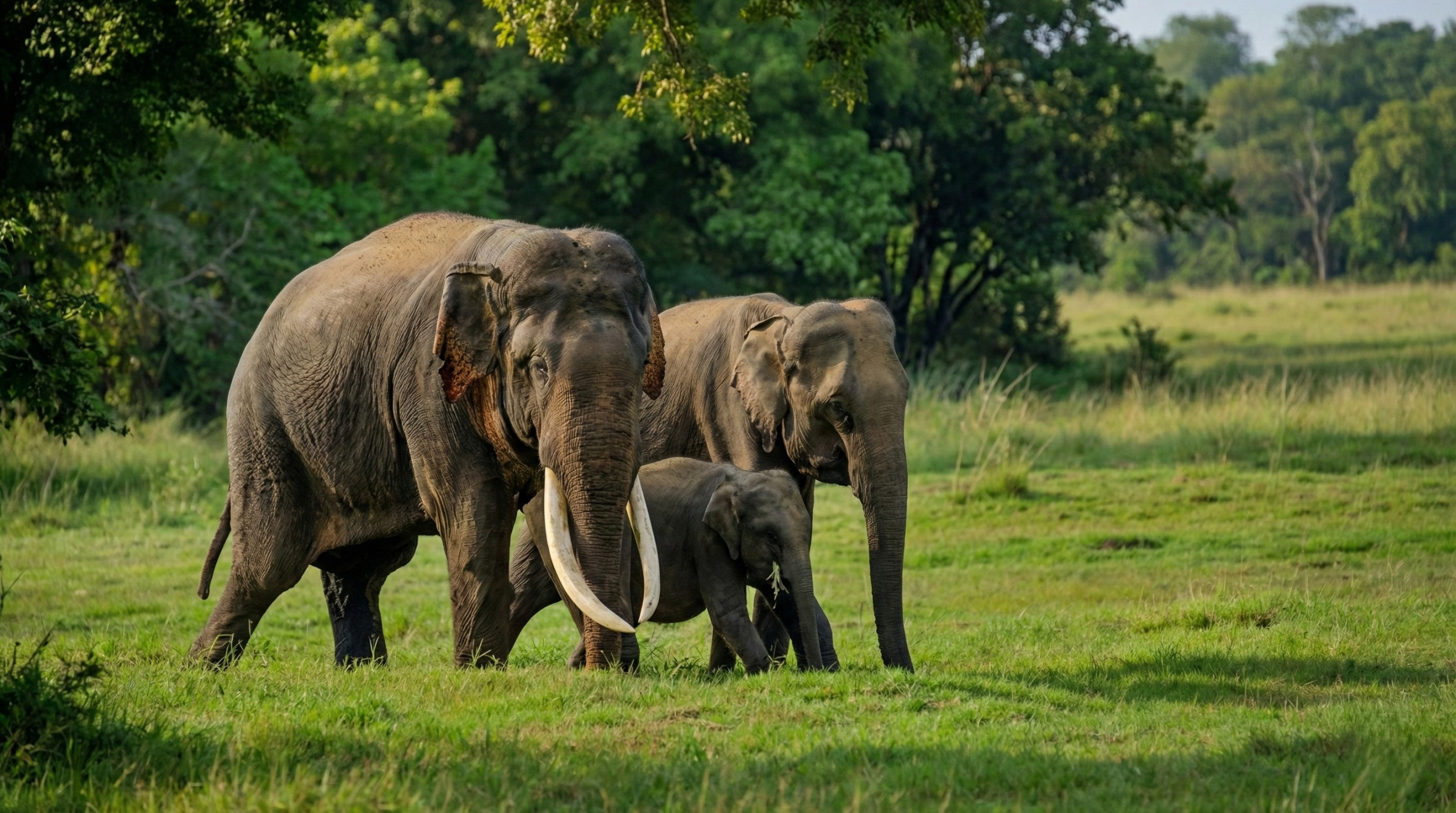 Wildlife